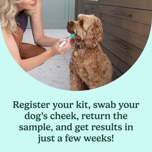 Ancestry Breed Identification & Genetic Health Screening DNA Test Kit for Dogs