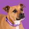 Show in main carousel: Blazin LED USB Rechargeable Nylon Dog Collar, Purple, Large slide 8 of 11