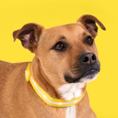 Show full view: Blazin LED USB Rechargeable Nylon Dog Collar, Yellow, Small slide 8 of 11