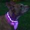 Show in main carousel: Blazin LED USB Rechargeable Nylon Dog Collar, Purple, Large slide 2 of 11