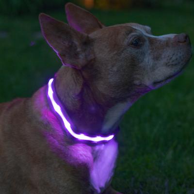 Show full view: Blazin LED USB Rechargeable Nylon Dog Collar, Purple, Large slide 2 of 11