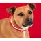 Show in main carousel: Blazin LED USB Rechargeable Nylon Dog Collar, Red, Medium slide 8 of 11