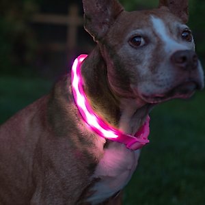 Blazin LED USB Rechargeable Nylon Dog Collar, Pink, Medium