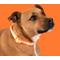 Show in main carousel: Blazin LED USB Rechargeable Nylon Dog Collar, Orange, X-Small slide 8 of 11