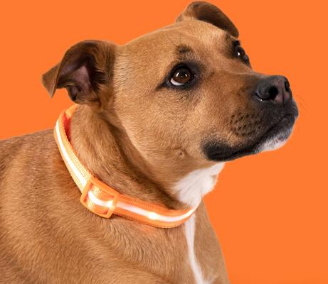 Show full view: Blazin LED USB Rechargeable Nylon Dog Collar, Orange, X-Small slide 8 of 11