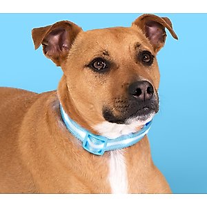 Blazin LED USB Rechargeable Nylon Dog Collar, Light Blue, Medium
