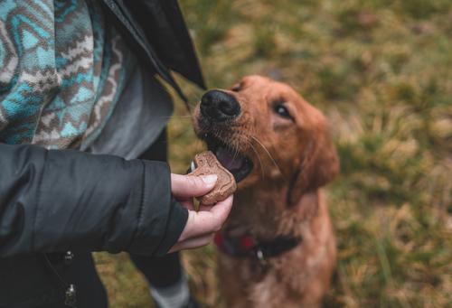 Show full view: Blue Dog Bakery More Crunch Peanut Butter Dog Treats, 18-oz box slide 6 of 7