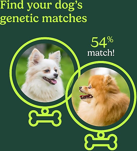 Show full view: Ancestry Breed Identification Dog DNA Test Kit slide 5 of 11