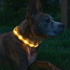 Blazin LED USB Rechargeable Nylon Dog Collar, Yellow, Medium slide 2 of 9