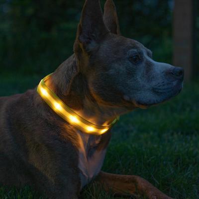 Show full view: Blazin LED USB Rechargeable Nylon Dog Collar, Yellow, Small slide 2 of 11
