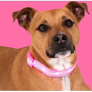 Blazin LED USB Rechargeable Nylon Dog Collar, Pink, Medium