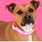 Show in main carousel: Blazin LED USB Rechargeable Nylon Dog Collar, Pink, X-Small slide 8 of 11