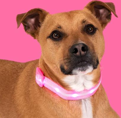 Show full view: Blazin LED USB Rechargeable Nylon Dog Collar, Pink, X-Small slide 8 of 11
