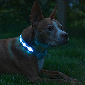 Blazin LED USB Rechargeable Nylon Dog Collar, Light Blue, Medium