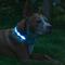 Show in main carousel: Blazin LED USB Rechargeable Nylon Dog Collar, Light Blue, Small slide 2 of 11