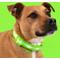 Show in main carousel: Blazin LED USB Rechargeable Nylon Dog Collar, Green, X-Small: 8.1 to 10.75-in neck, 5/8-in wide slide 8 of 11