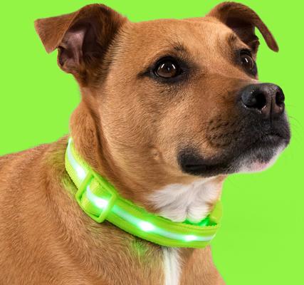 Show full view: Blazin LED USB Rechargeable Nylon Dog Collar, Green, X-Small: 8.1 to 10.75-in neck, 5/8-in wide slide 8 of 11