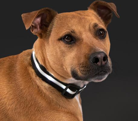 Show full view: Blazin LED USB Rechargeable Nylon Dog Collar, Black, Medium slide 8 of 11