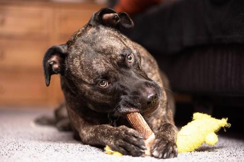 Show full view: Redbarn Whole Elk Antler Dog Chew, Large slide 7 of 11
