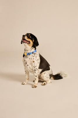 Show full view: LIFE IS GOOD Vintage Dogs Dog Collar, Cornflower Blue, Medium: 12 to 18-in neck, 3/4-in wide slide 6 of 6