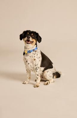 Show full view: LIFE IS GOOD Vintage Dogs Dog Collar, Cornflower Blue, Medium: 12 to 18-in neck, 3/4-in wide slide 5 of 6