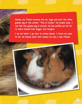 Show full view: If Animals Could Talk: Guinea Pigs slide 3 of 4