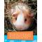 Show in main carousel: If Animals Could Talk: Guinea Pigs slide 2 of 4