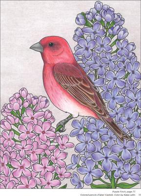 Show full view: Birds at Home Coloring Book slide 2 of 4