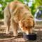 Show in main carousel: Frisco Double Insulated Non-skid Stainless Steel Dog Bowl With Lid, Black, Large: 8 cup slide 6 of 9