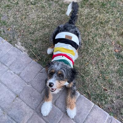 Show full view: Pendleton National Park Dog Vest, Glacier, X-Large slide 4 of 7