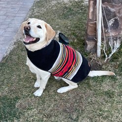 Pendleton National Park Dog Vest, Acadia, XX-Large slide 2 of 6
