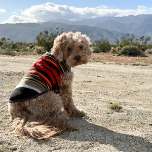 Pendleton National Park Dog Vest, Acadia, Medium