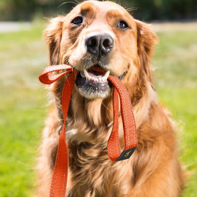Show full view: Browning Classic Webbing Safety Orange Dog Leash with Reflective Stitching, Small: 6-ft long, 1-in wide slide 8 of 8
