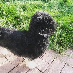 Zaley Designs Trim to Size Polyurethane Dog Collar, Black & White Checkered, Small: 9 to 16-in neck, 3/4-in wide slide 2 of 5