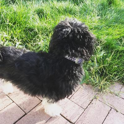 Show full view: Zaley Designs Trim to Size Polyurethane Dog Collar, Black & White Checkered, Small: 9 to 16-in neck, 3/4-in wide slide 5 of 5