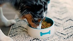 ThorneVET Canine Cognitive Support Chew Supplement for Dogs, 90 count jar slide 2 of 9