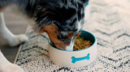 Show full view: ThorneVET Joint Support Formula Powder Supplement for Dogs, 120 scoops slide 8 of 10