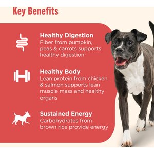 Rachael Ray Nutrish Gentle Digestion Real Chicken, Pumpkin & Salmon Recipe Premium Pate Wet Dog Food, 13-oz, case of 12 (Rachael Ray)