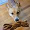 Show in main carousel: Redbarn Collagen Braid Dog Chew, Small, 3 count slide 4 of 10