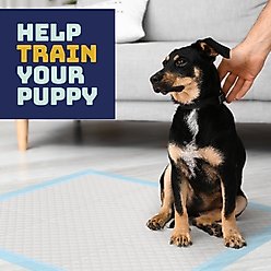 Katziela Disposable Dog Pee Pads, 22 x 23-in, 100 count slide 2 of 4