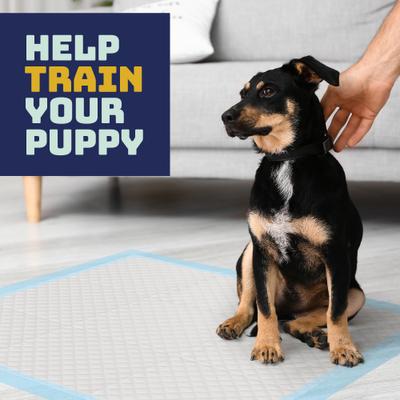 Show full view: Katziela Disposable Dog Pee Pads, 22 x 23-in, 100 count slide 4 of 4