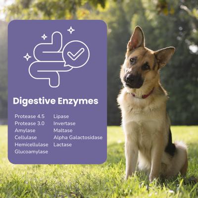 Show full view: Glacier Peak Holistics Paw-Gest Digestive Enzymes for Dogs & Cats, 5-oz slide 5 of 6