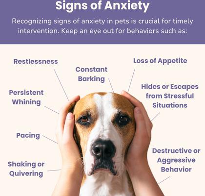 Show full view: Glacier Peak Holistics Glacier Peace Anxiety Relief Powder for Dogs & Cats, 3-oz slide 6 of 7