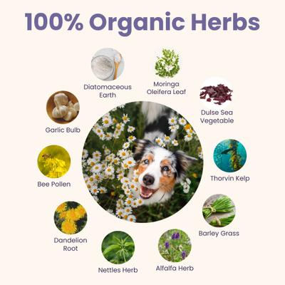 Show full view: Glacier Peak Holistics Daily Defense Powder Immune Supplement for Dogs & Cats, 3-oz slide 5 of 6