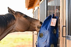 HayPlay Horse Slow-Feed Tie Bag, Navy, Small slide 2 of 6
