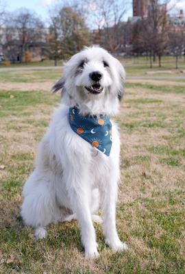 Show full view: Dog Bandana Co. Blue Moon & Lighting Dog Bandana, Medium slide 4 of 7