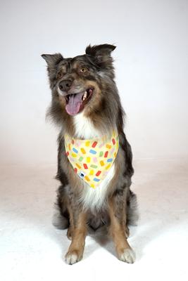 Show full view: Dog Bandana Co. Popsicle Dog Bandana, Large slide 4 of 7