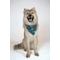 Show in main carousel: Dog Bandana Co. Blue Moon & Lighting Dog Bandana, Small slide 2 of 8
