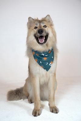 Show full view: Dog Bandana Co. Blue Moon & Lighting Dog Bandana, Small slide 2 of 8
