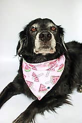 Dog Bandana Co. Watermelon & Strawberry Dog Bandana, Large slide 2 of 4